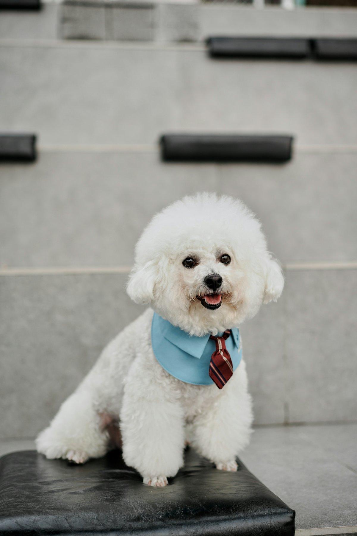 Papyonlu bakımlı bichon