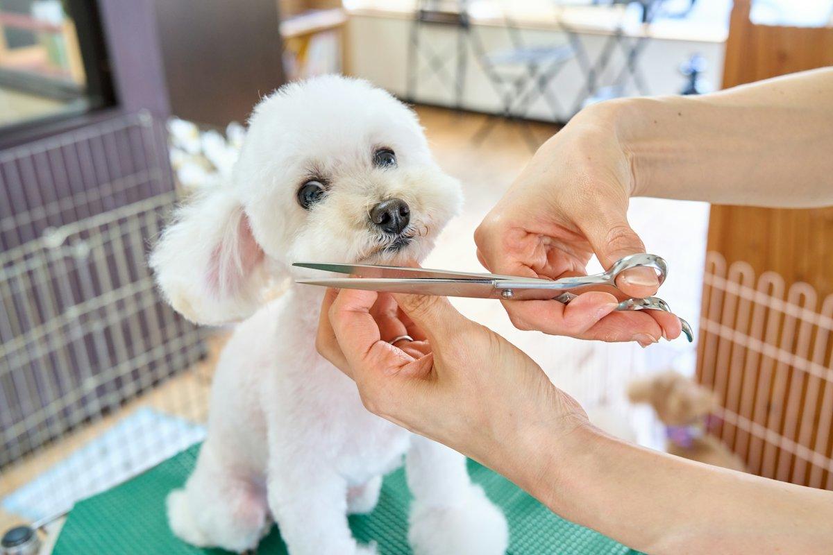 Beyaz köpeğe makasla kesim yapılıyor
