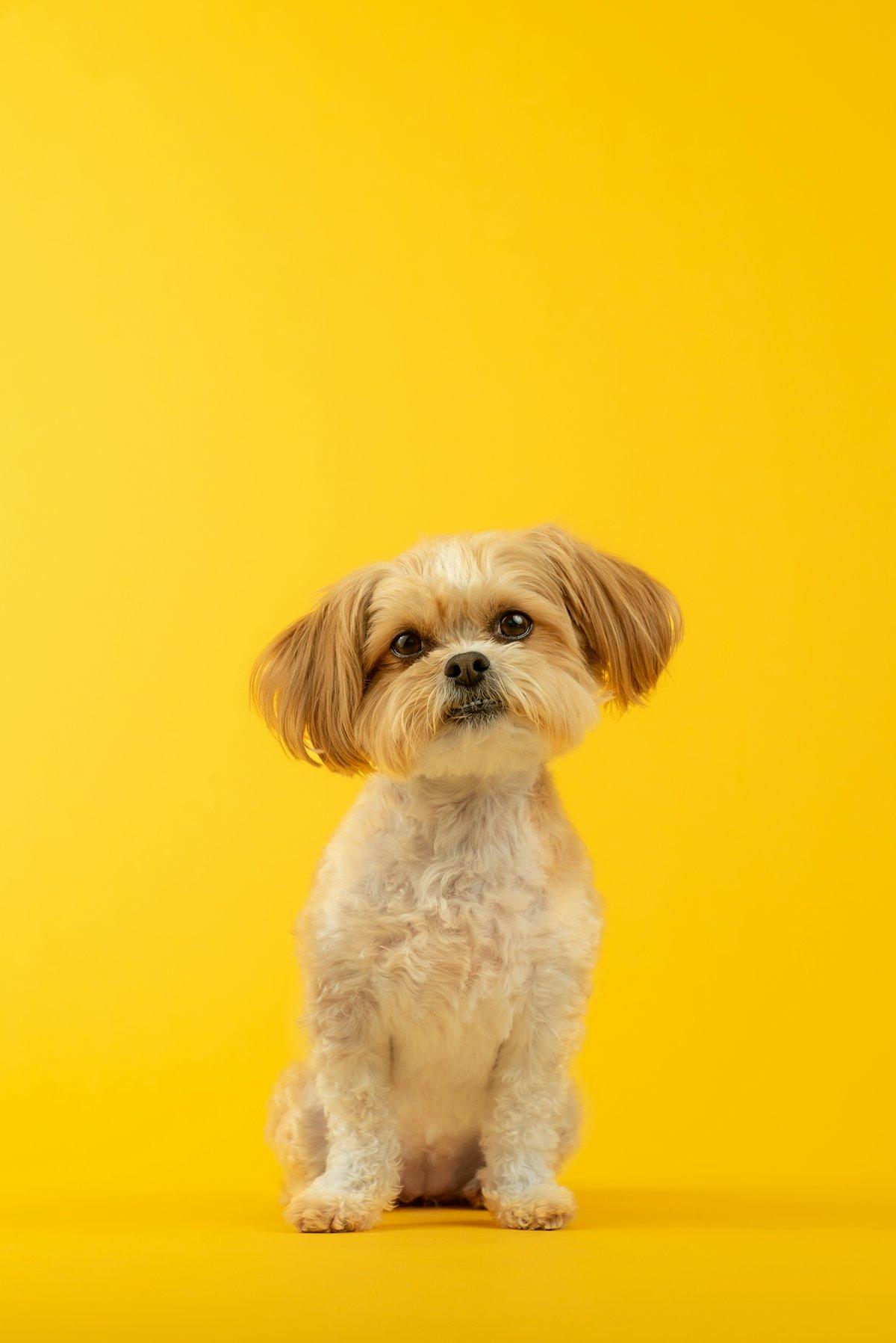 Sarı fon önünde küçük köpek